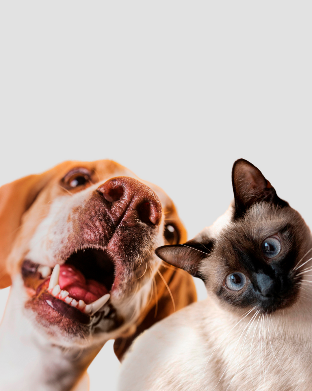 Pets